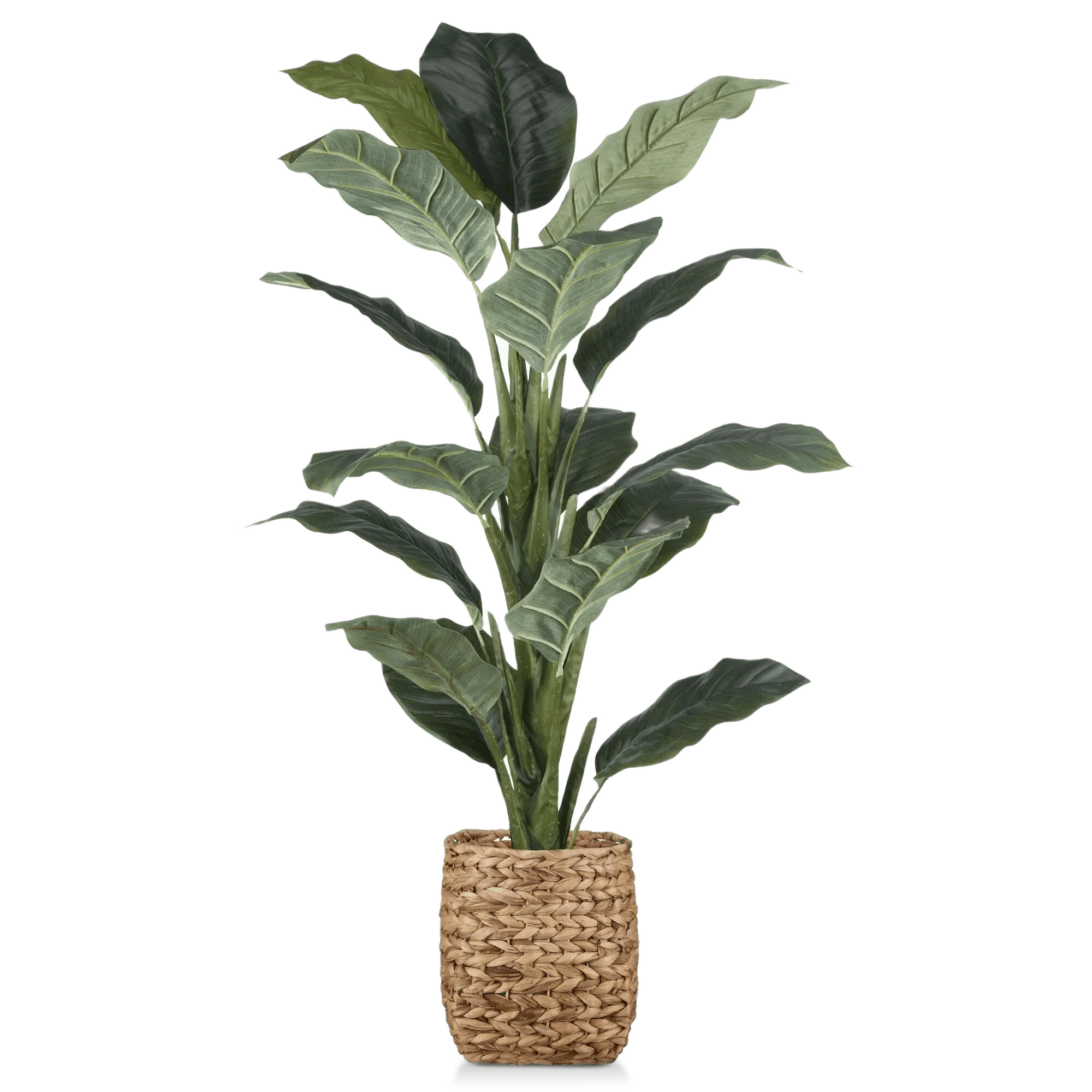 Large Ficus in Rattan Pot