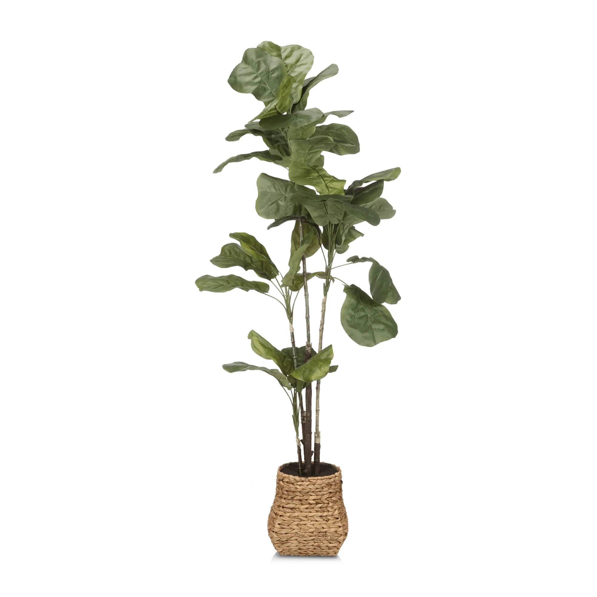 Large Fiddle-Leaf Fig Potted Floor Plant