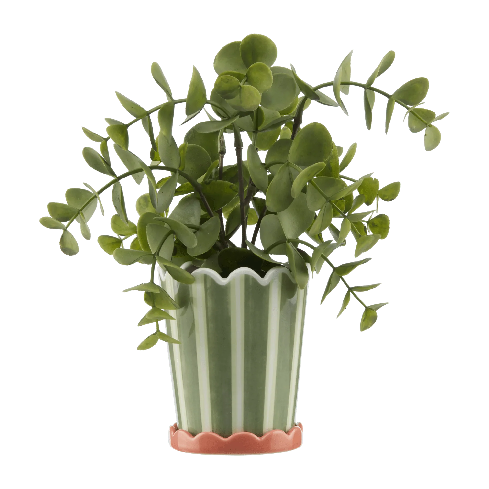 Striped Green Potted Plant